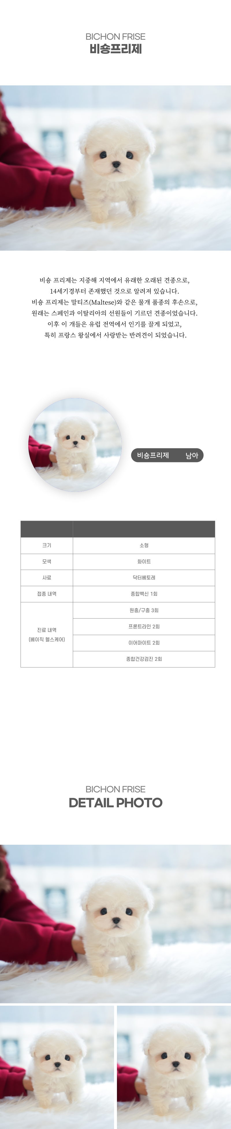 미니비숑_상세이미지_2